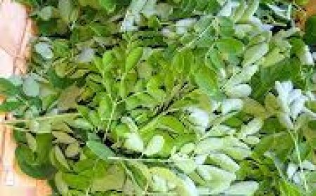 ବଡ଼ ରୋଗର ରହିଛି ମହୌଷଧି  ସଜନା ଶାଗ