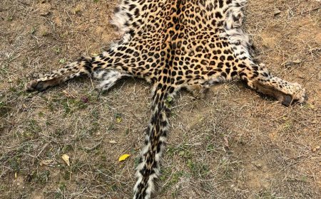 ଦୁଇ ବାଘ ଛାଲ ବେପାରୀ  ଗିରଫ