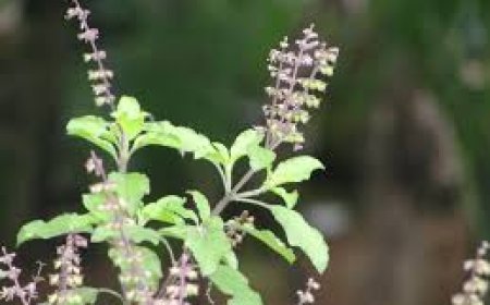 ଏହି ଦୁଇ ଦିନ ତୁଳସୀ ଗଛରେ ଦିଅନ୍ତୁନି ପାଣି