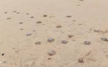 ପୁରୀ ବେଳାଭୂମି : ଶହ ଶହ ଜେଲିଫିସ୍ ଙ୍କ ମୃତଦେହ ଦେଖି  ପର୍ଯ୍ୟଟକ ଅସନ୍ତୋଷ