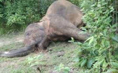 ହାତୀ ମୃତୁ୍ୟ ଚିନ୍ତାଜନକ, ଟ୍ରାକିଂ ବ୍ୟବସ୍ଥା ଫେଲ୍