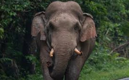 ଦନ୍ତା ଆକ୍ରମଣରେ ବୃଦ୍ଧା ମୃତ