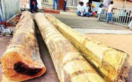 ରଥ କାଠ ଚିରା ଆରମ୍ଭ