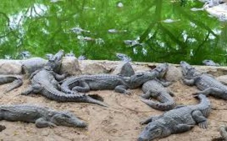 ମେ’ ପହିଲାରୁ ଭିତରକନିକା ବନ୍ଦ