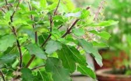 ଡିପ୍ରେସନ୍ର ଶିକାର ହୋଇଛନ୍ତି କି? ବ୍ୟବହାର କରନ୍ତୁ ତୁଳସୀ ପତ୍ର