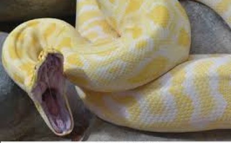 ବିମାନବନ୍ଦରରେ ଉଦ୍ଧାର ହୋଇଛି ୧୦ଟି  ହଳଦିଆ ଆନାକୋଣ୍ଡା