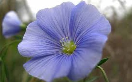 ମଧୁମେହ ରୋଗୀ ପାଇଁ ଅଳସୀ ମଞ୍ଜି