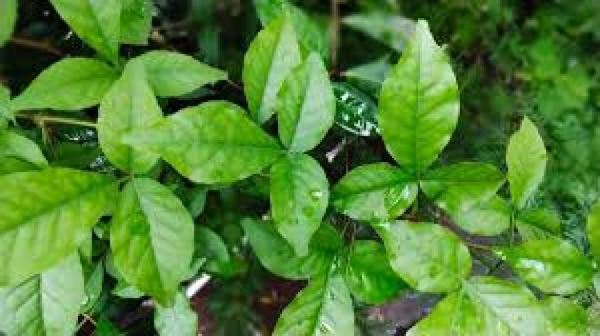 କୋଟିଏ ରୁଦ୍ରାକ୍ଷରେ ବିଗ୍ରହ, ଲକ୍ଷେ ବେଲପତ୍ର ଅର୍ପଣ