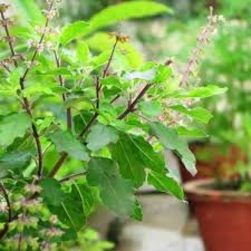 ଡିପ୍ରେସନ୍ର ଶିକାର ହୋଇଛନ୍ତି କି? ବ୍ୟବହାର କରନ୍ତୁ ତୁଳସୀ ପତ୍ର
