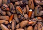Pine Nuts ଖାଇବା ଦ୍ୱାରା ହୋଇଥାଏ ଅନେକ ଫାଇଦା