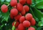 ତ୍ବଚା ପାଇଁ  ବରଦାନ ଲିଚୁକୋଳି