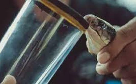 ସୌନ୍ଦର୍ଯ୍ୟ ବୃଦ୍ଧି ପାଇଁ ରକ୍ତ ପିଇବାର ପରମ୍ପରା