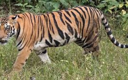 ବାରିପଦା ସହରରେ ବୁଲୁଛି କଲରାପତରିଆ ବାଘ : ଖୋଜାଖୋଜି ଆରମ୍ଭ