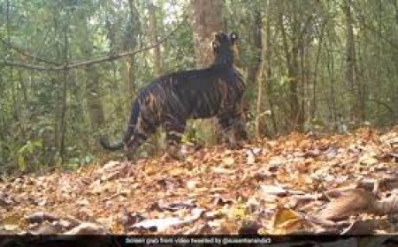 ଶିମିଳିପାଳରେ ସାଙ୍ଗ ହୋଇ ବୁଲୁଛନ୍ତି ମହାବଳ ଓ କଳା ବାଘ