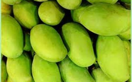 ୩୦ ଟନ୍ ଆମ୍ବ  ରାୟପୁର ଗଲା