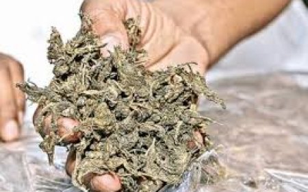 ୩ କ୍ୟୁଣ୍ଟାଲ ୭୫ କେଜି ଗଞ୍ଜେଇ ଜବତ,୨ ଗିରଫ