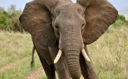 ଟ୍ରେଞ୍ଜ ଗାତରେ ପଡ଼ି ଗର୍ଭବତୀ ହାତୀର ମୃତ୍ୟୁ