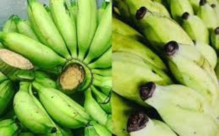 କଞ୍ଚା କଦଳୀର ଏପରି ୫ଟି ଚମତ୍କାରୀ ଗୁଣ ,ସବୁ ରୋଗର ଅବ୍ୟର୍ଥ ଔଷଧ