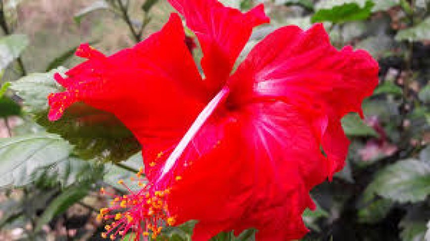 ବର୍ଷକୁ ଥରେ ରତ୍ନସିଂହାସନ ଛୁଏଁ ମନ୍ଦାର ଫୁଲ