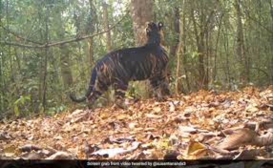 ଶିମିଳିପାଳରେ ସାଙ୍ଗ ହୋଇ ବୁଲୁଛନ୍ତି ମହାବଳ ଓ କଳା ବାଘ