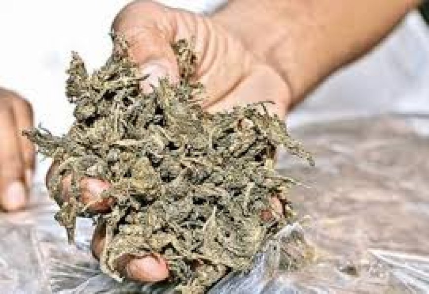 ୩ କ୍ୟୁଣ୍ଟାଲ ୭୫ କେଜି ଗଞ୍ଜେଇ ଜବତ,୨ ଗିରଫ