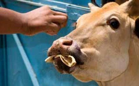 ଗାଈଙ୍କୁ ପ୍ରଥମ ରୁଟି