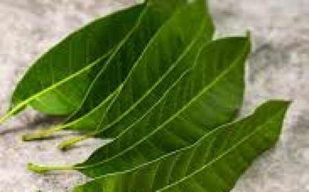 ସମସ୍ୟା ଦୂର କରିବ ଆମ୍ବ ପତ୍ର