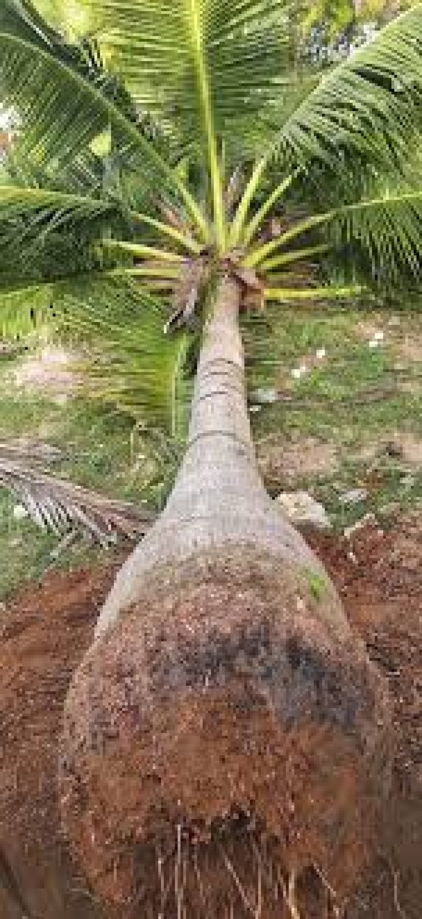 ସ୍କୁଟିରେ ଯାଉଥିବା ବେଳେ ନଡ଼ିଆ ଗଛ ପଡ଼ି : ୨ ମୃତ, ଜଣେ ଆହତ