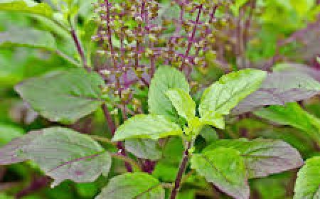 ବର୍ଷା ଋତୁରେ ତୁଳସୀ ପତ୍ର