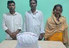 ୩ କେଜି ଗଞ୍ଜେଇ ଜବତ ; ତିନି ଗିରଫ