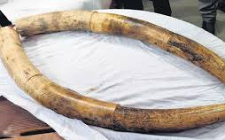 ୫ଟି ହାତୀଦାନ୍ତ ଜବତ