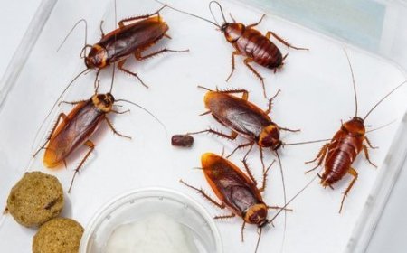 ଘରୁ ଦୂର କରନ୍ତୁ ଅସରପା ସମସ୍ୟା