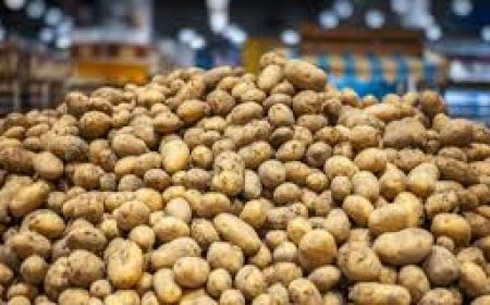 ରାଜ୍ୟରେ ଆଳୁ ସମସ୍ୟା : କି ପଦକ୍ଷେପ ନେବେ ତା’ର ସ୍ପଷ୍ଟ ନୀତି ନାହିଁ