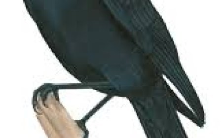 ପକ୍ଷୀ ଦିଅନ୍ତି ଅଶୁଭର ସଙ୍କେତ, ଜାଣନ୍ତୁ