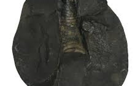 ଘରେ ଏକାଧିକ ଶାଳଗ୍ରାମ ରଖିପାରିବା କି ?