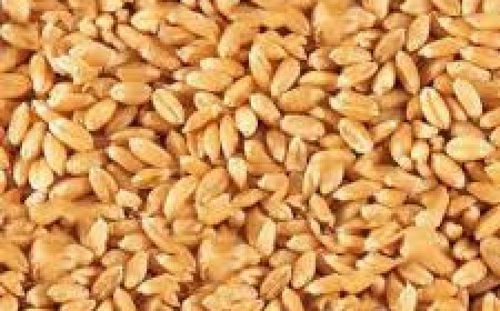 ବର୍ଷାରେ  ସୁରକ୍ଷିତ ରହିବ ଘରେ ଥିବା ଗହମ, :ଆପଣାନ୍ତୁ ଏହି ୫ ଉପାୟ