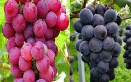 ଅଙ୍ଗୁର ରଖିଥାଏ  ରକ୍ତଚାପକୁ ସନ୍ତୁଳିତ