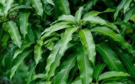 ଜାଣନ୍ତୁ ଉପକାରୀ ଆମ୍ୱପତ୍ରର ଫାଇଦା