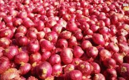 ପିଆଜ କିଲୋ ୫୦ ଛୁଇଁଲା