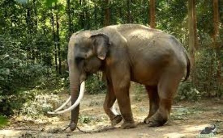 ‘ରାମୁ’ ହାତୀର କଙ୍କାଳ ହେବ ସଂରକ୍ଷିତ