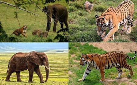 ରାଜ୍ୟରେ ବାଘ ୨୭ ଓ ହାତୀ ୨୦୯୮