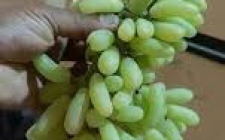 ଶରୀରକୁ ଉଭୟ  ମାନସିକ ଓ  ଶାରୀରିକ ଭାବେ ସୁସ୍ଥ ରଖିଥାଏ ଅଙ୍ଗୁର