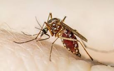 ଡେଙ୍ଗୁ ଆକ୍ରାନ୍ତଙ୍କ ସଂଖ୍ୟା ୨୪୦୦ ଡେଇଁଲା