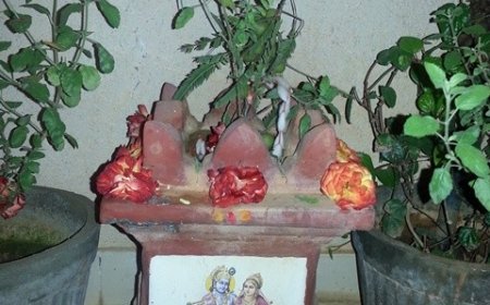 ଏହି ଦୁଇ ଦିନ ତୁଳସୀ ଗଛରେ ଦିଅନ୍ତୁନି ପାଣି