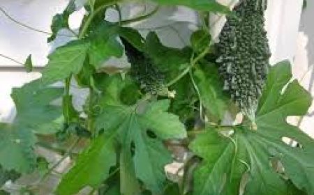 ଡାଇବେଟିସ୍‌ରୁ ଦୂରେଇ ରଖେ ଏହି ରସ