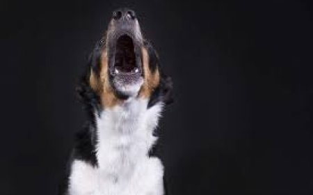 କୁକୁରମାନେ ଘର ବାହାରେ କାହିଁକି କାନ୍ଦନ୍ତି ?