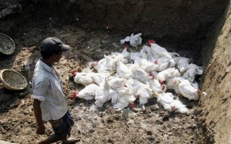 ୨୦ ହଜାର କୁକୁଡ଼ା ମାରିବେ ସରକାର