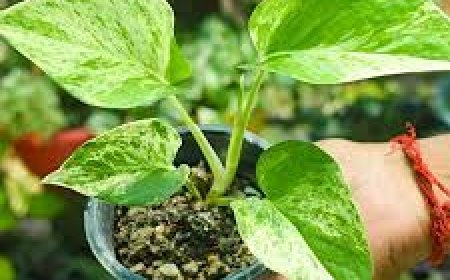 ବାସ୍ତୁଶାସ୍ତ୍ର ଅନୁଯାୟୀ ଉତ୍ତର ଦିଗର ବାସ୍ତୁ ମହତ୍ତ୍ୱ?