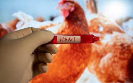 ରାଜ୍ୟରେ ବାର୍ଡ ଫ୍ଲୁ ସଂକ୍ରମଣ