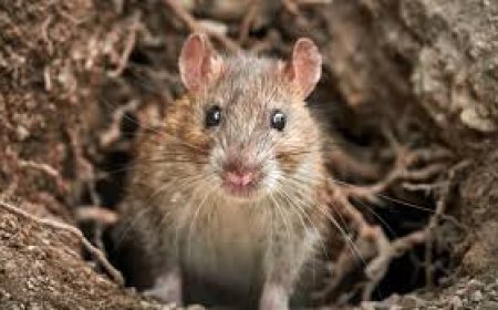 ମୂଷା ଆତଙ୍କର ପରିଣତି